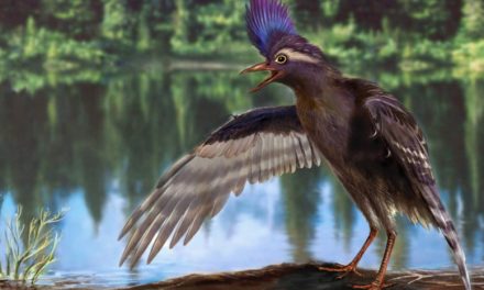 Les oiseaux : une fascinante épopée évolutive