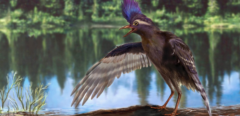 Les oiseaux : une fascinante épopée évolutive